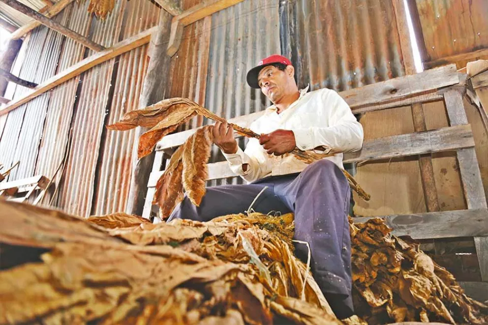 Entre los altos insumos y el bajo rinde, colonos sostienen el cultivo de tabaco