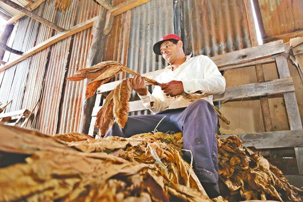 Los que sostienen el cultivo del tabaco