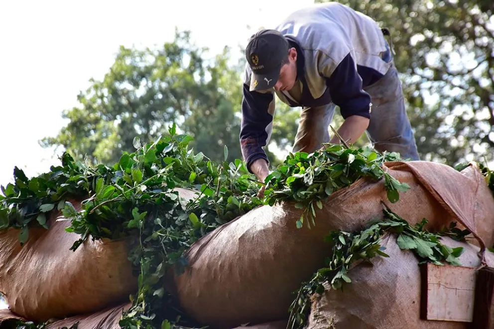 Otra vez no hubo acuerdo por el precio de la yerba y volverá a fijarlo la nación  
