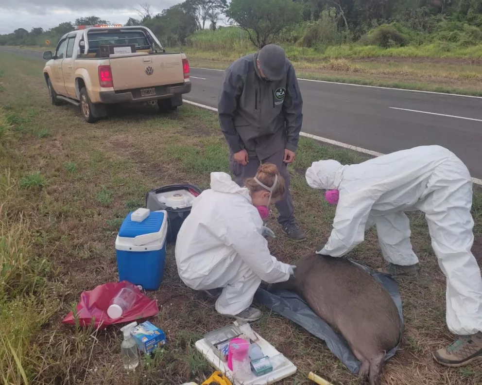 Continúa el rescate de fauna silvestre en Corrientes