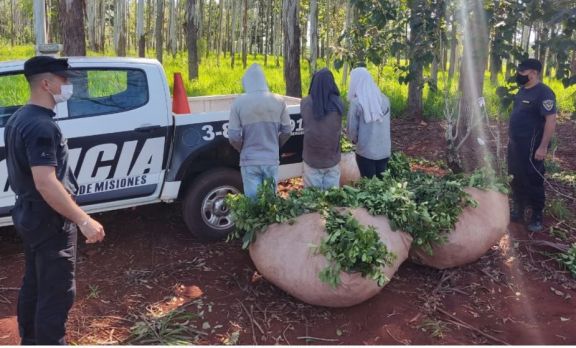 Detienen intento de robo de casi dos mil kilos de yerba en Ruíz de Montoya