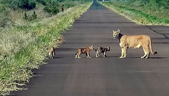 Una hembra de puma y sus crías fueron vistas en un camino cercano a Yacyretá