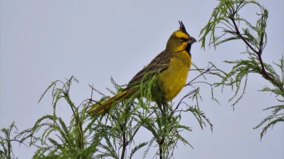 Entre Ríos: hallaron más de cien aves exóticas y en peligro de extinción que iban a comercializarse 