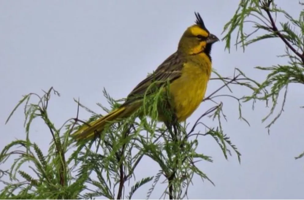 Hallaron más de cien aves exóticas y en peligro de extinción que iban a comercializarse en Entre Ríos