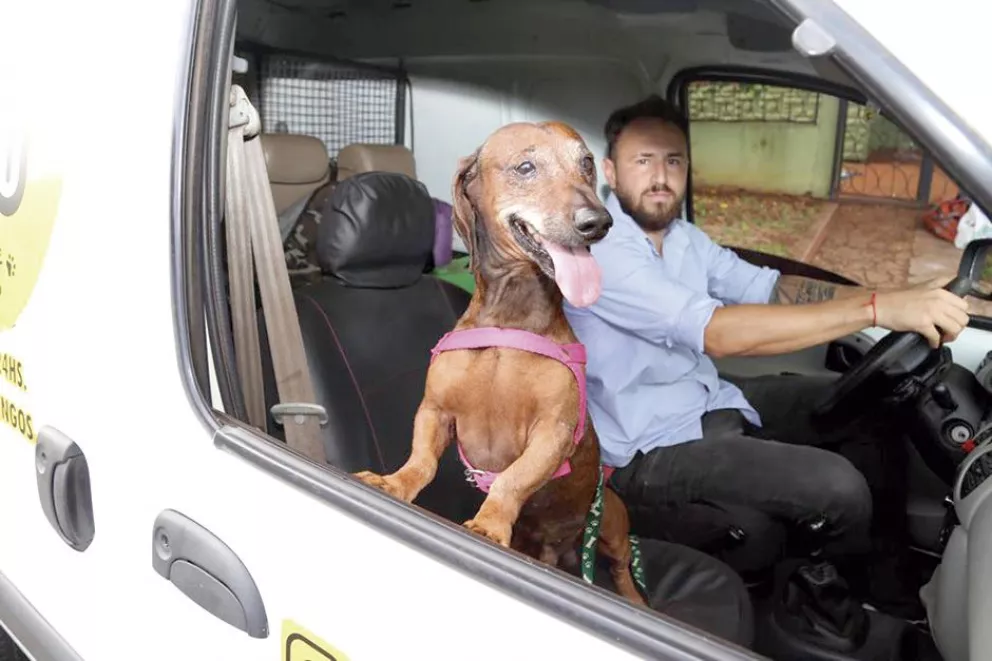 Ante la demanda, ofrecen taxis para mascotas en Posadas