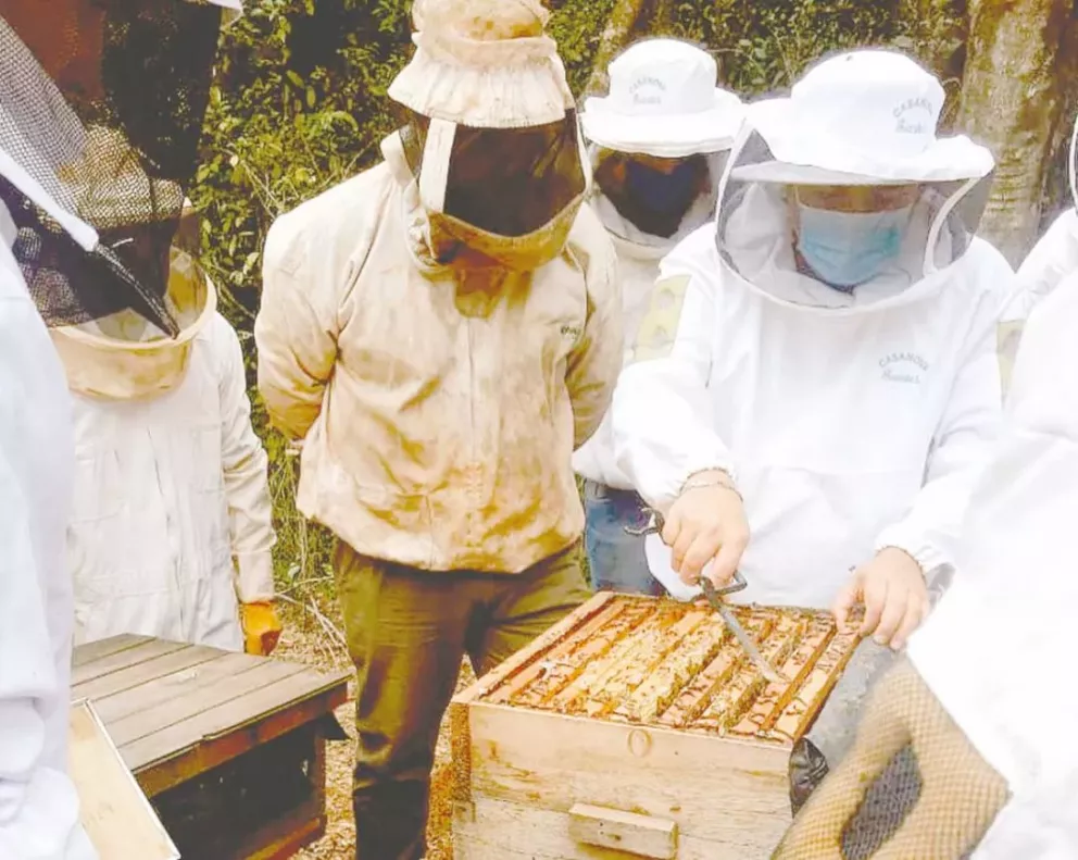 Santo Tomé: asistirán a apicultores que perdieron la mitad de su producción en los incendios
