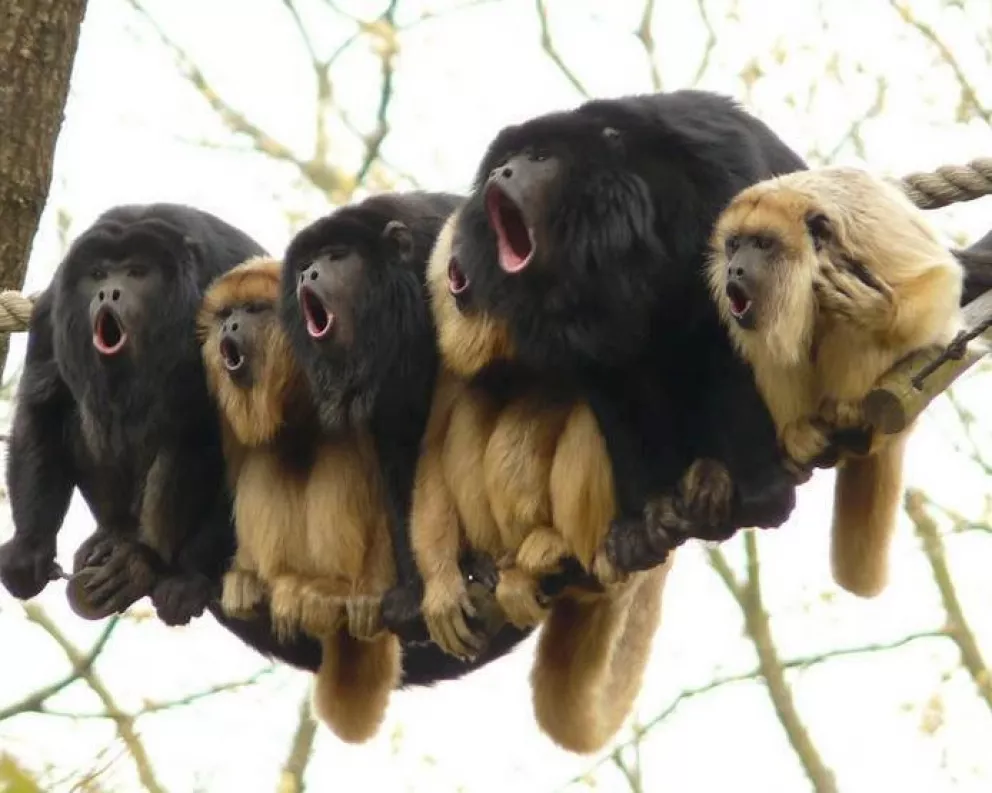 Alerta por la baja población de monos carayá en Misiones