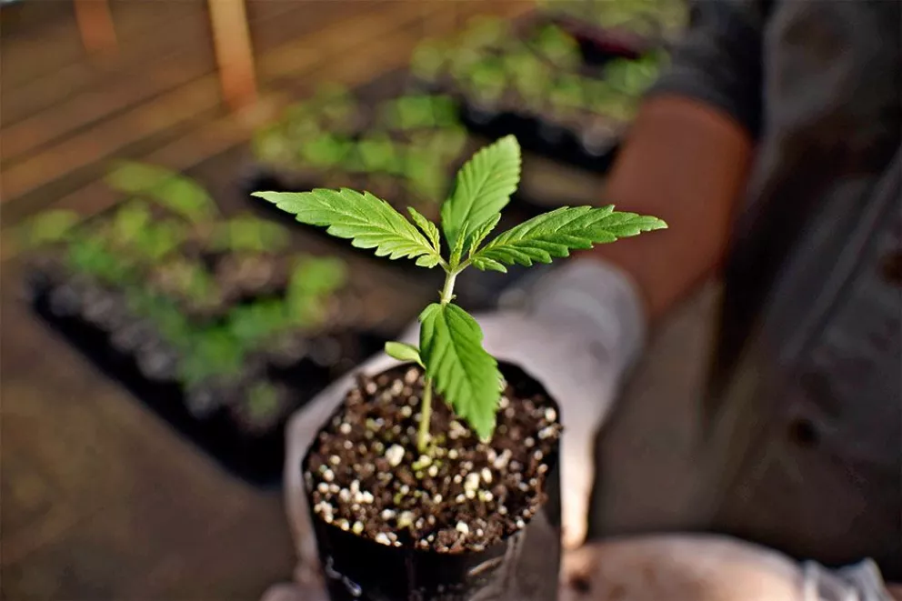 Decisión judicial reaviva en Misiones la polémica sobre cannabis medicinal
