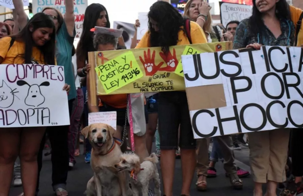 Día del Animal: piden nuevas leyes y endurecer las penas por maltrato