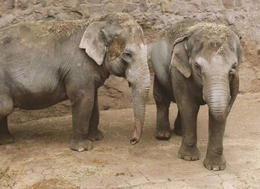Las elefantas Pocha y Guillermina viajarán desde Mendoza a un santuario en Brasil
