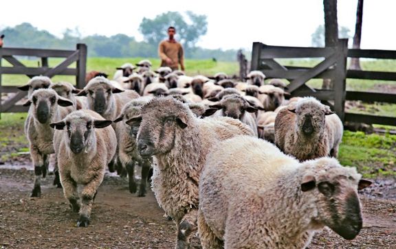 La revolución de las ovejas