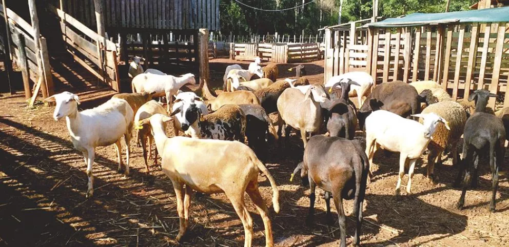 Dejaron su oficio como guías y se dedican a criar ovejas en Montecarlo