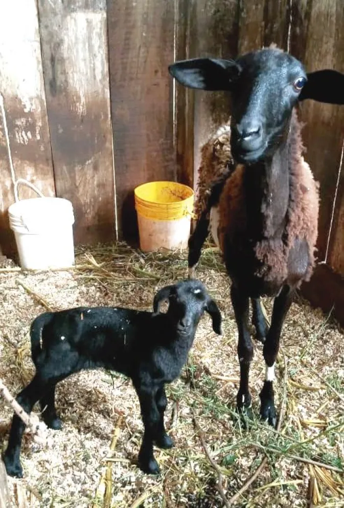 Arrancó con la producción como hobby y ahora suma más ovejas